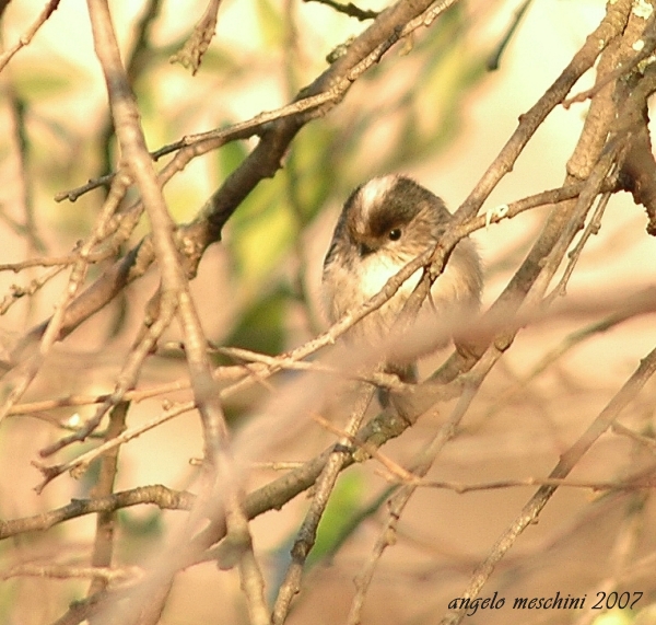 Codibugnolo - Aegithalos caudatus